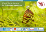 Diversité discrète des mares, les coléoptères aquatiques