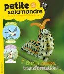 Chenille, papillon, transformation !