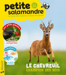 Le chevreuil, champion des bois