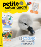 Le cygne, vilain petit canard ?