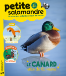 Le canard, star de la mare